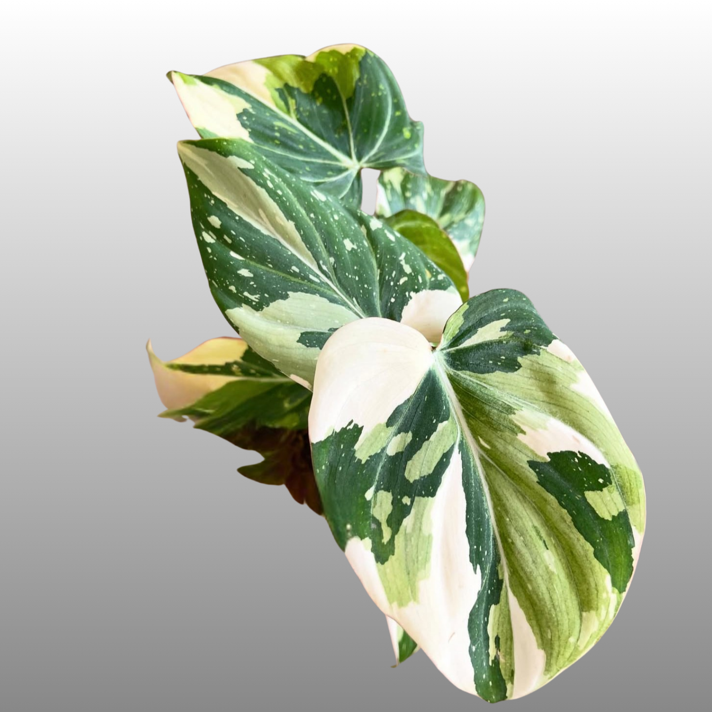 Philodendron Gloriosum Tri-Colour