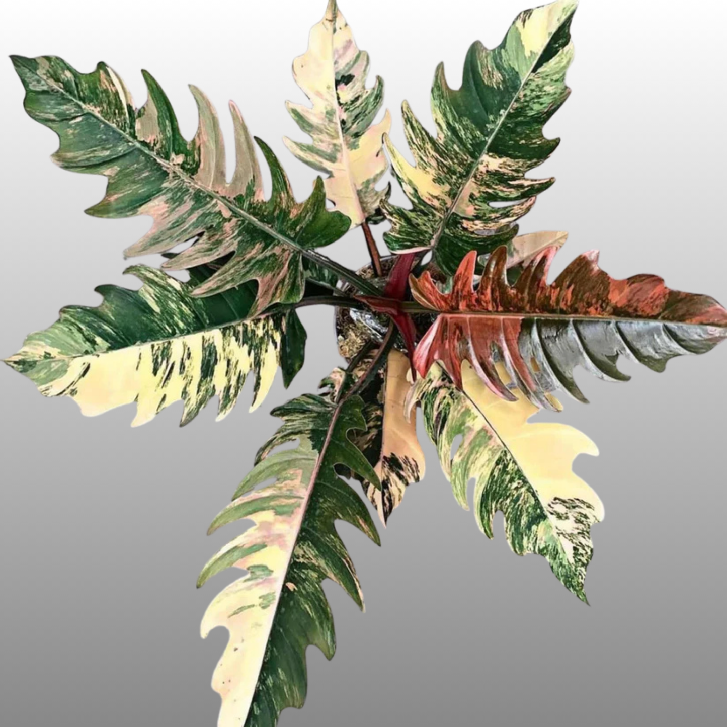 Philodendron Caramel Marble