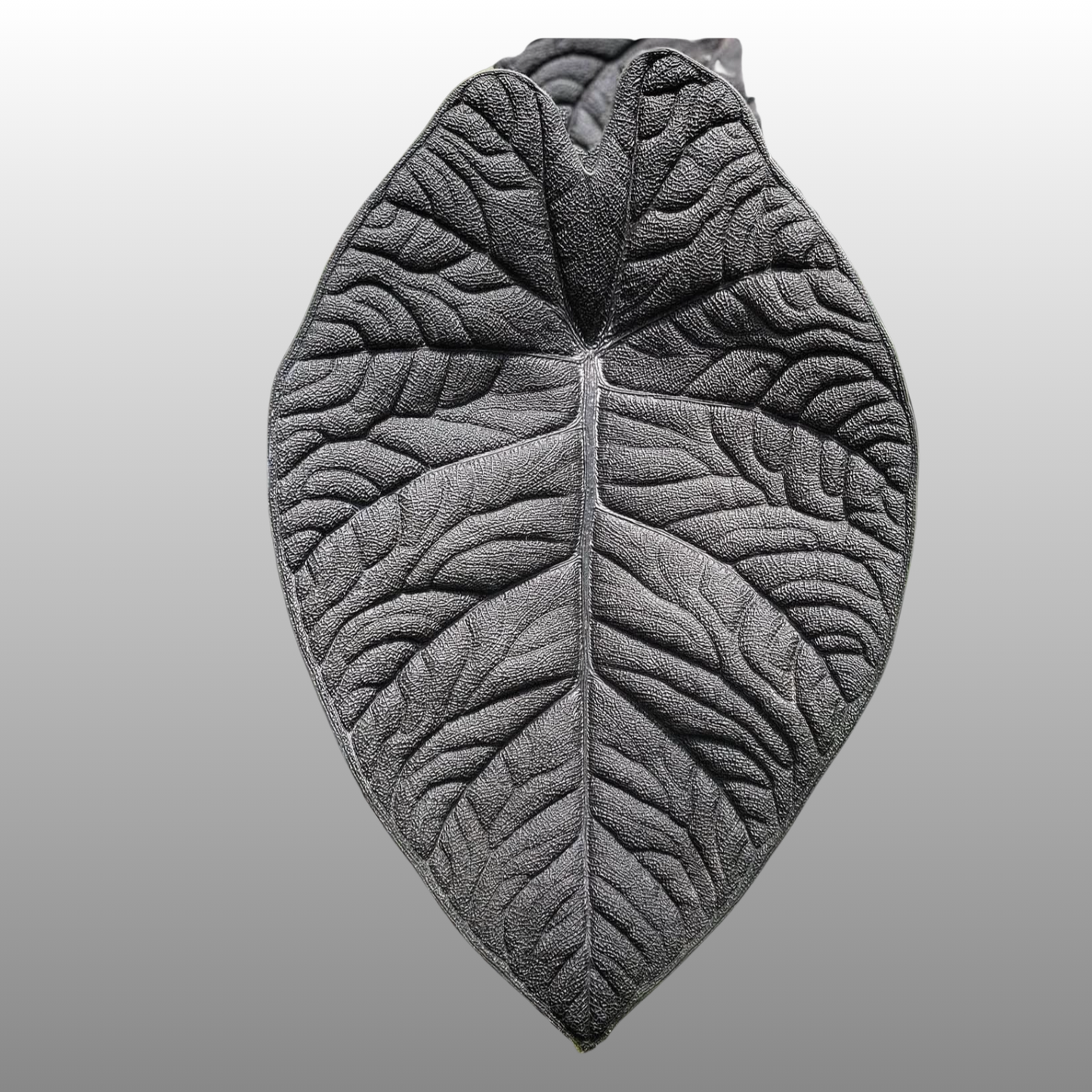 Alocasia Melo