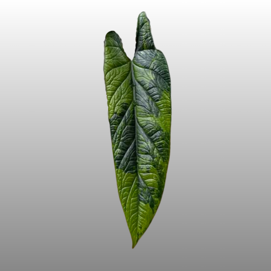 Alocasia Scalprum Aurea Variegated