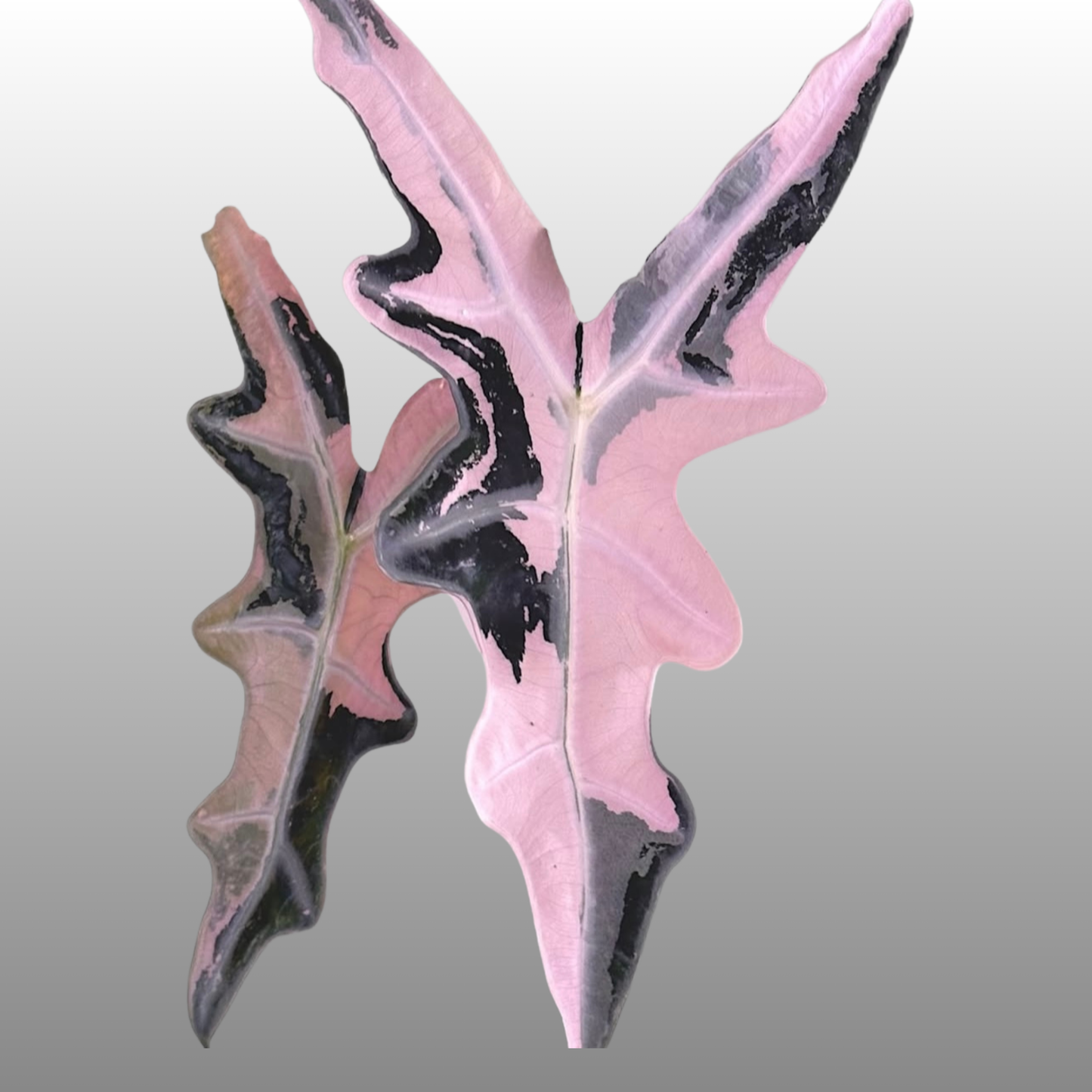 Alocasia Pink Nobilis - H