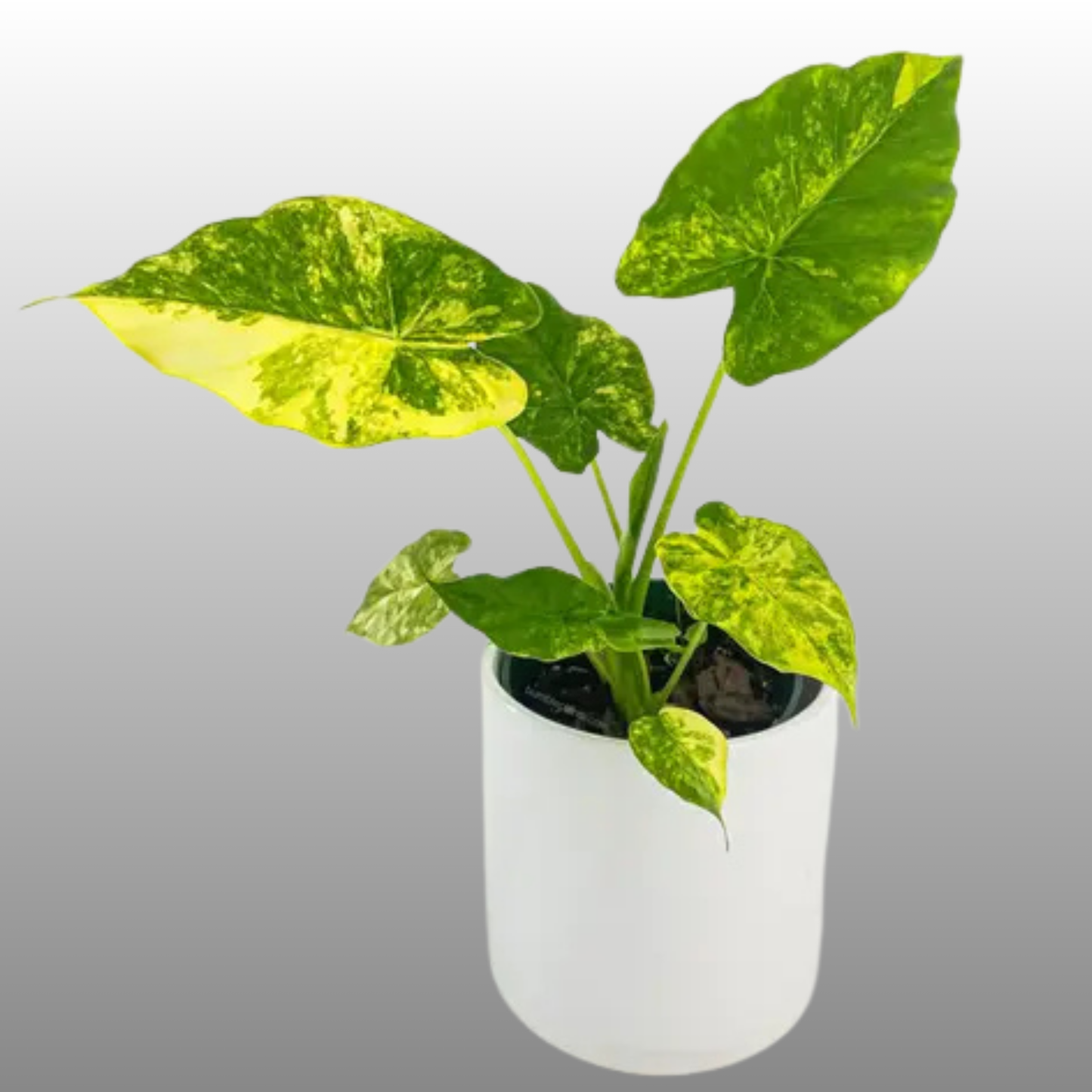 Alocasia Gageana Aurea