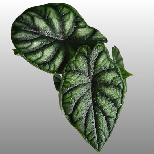 Alocasia Dragon Scale - Kids Project