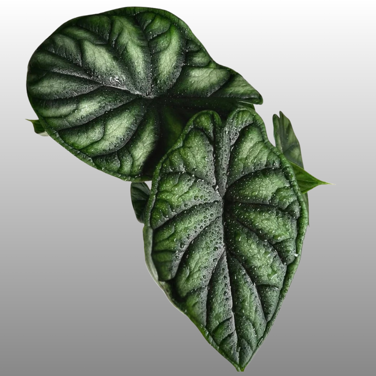 Alocasia Dragon Scale - Small - Kids Project