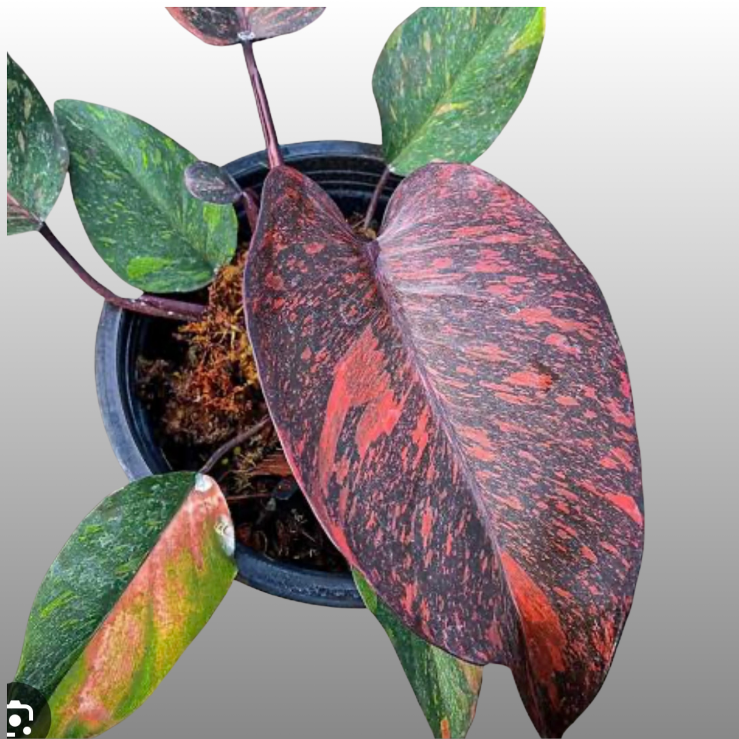 Philodendron Orange Princess
