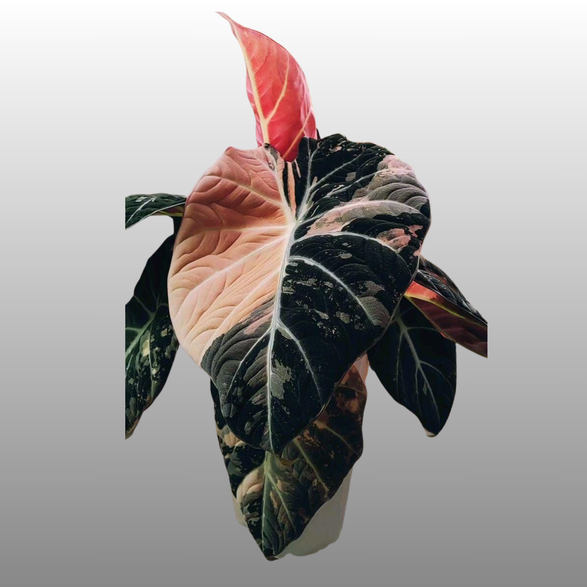 Alocasia Black Velvet 'Pink'