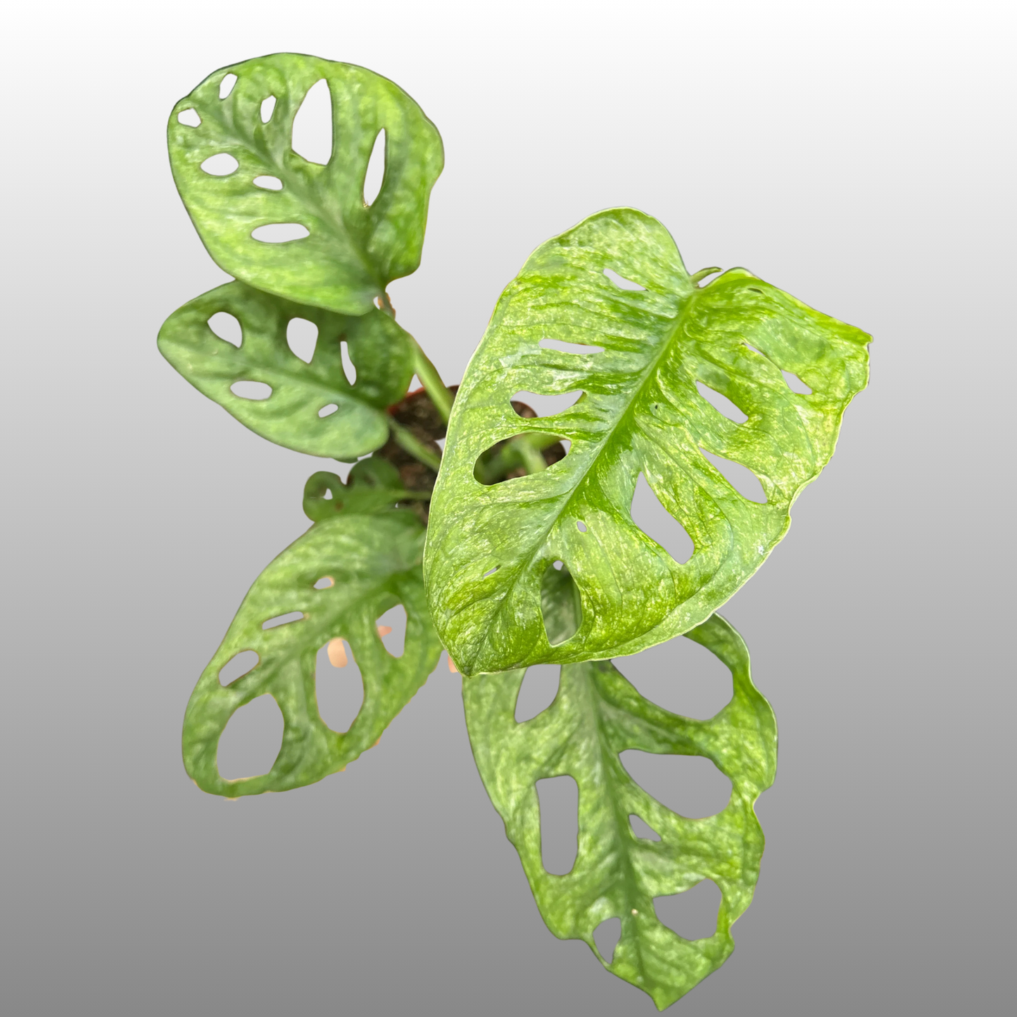 Monstera Adansonii Mint