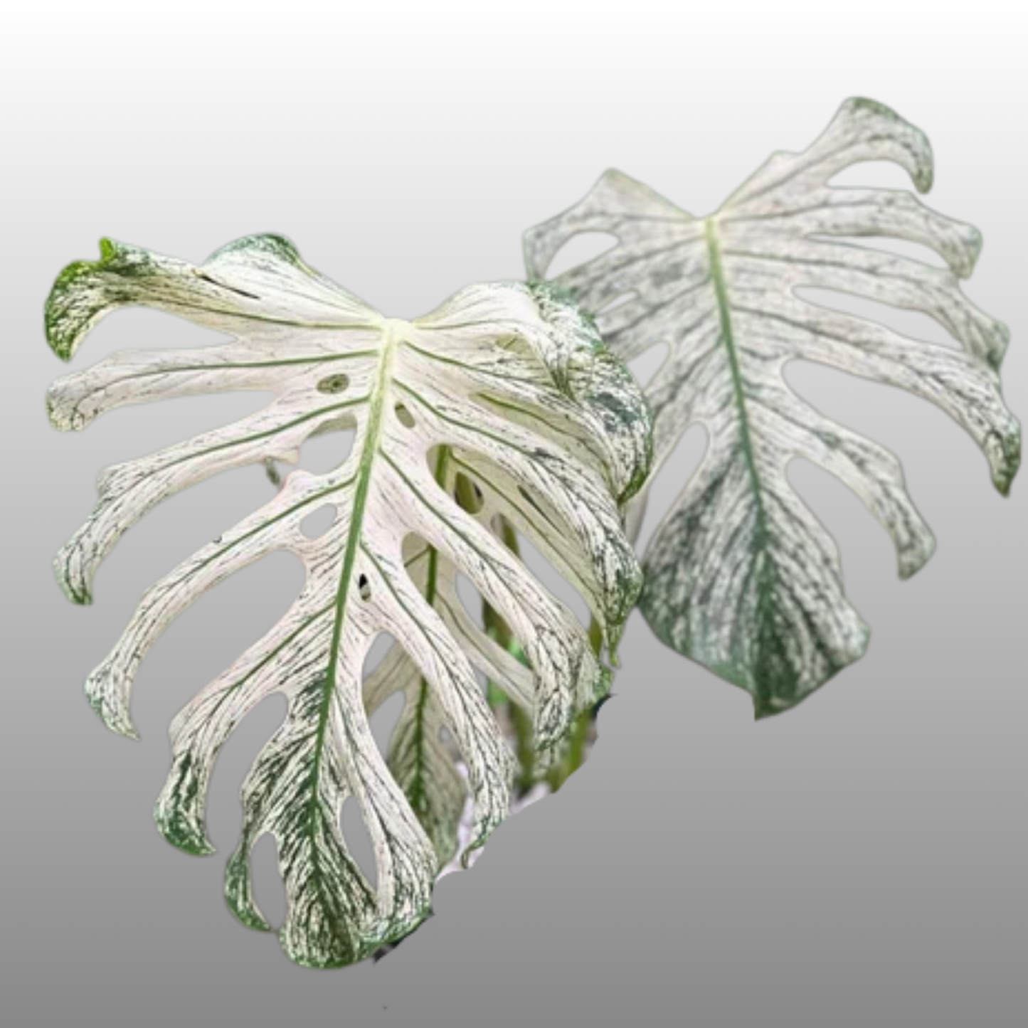 Monstera Devil Monster - A Grade (Read Bio to what a A-Grade is)