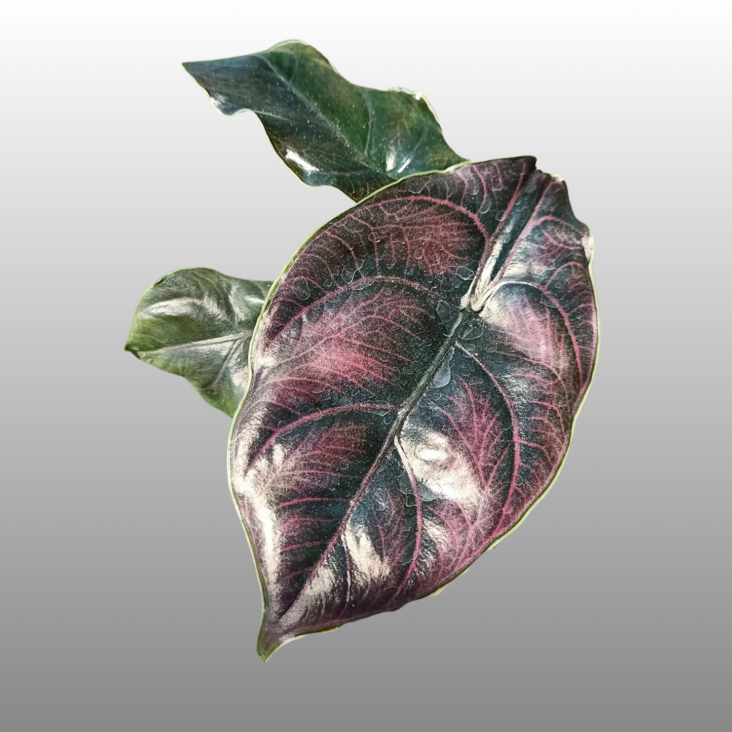 Alocasia Cuprea