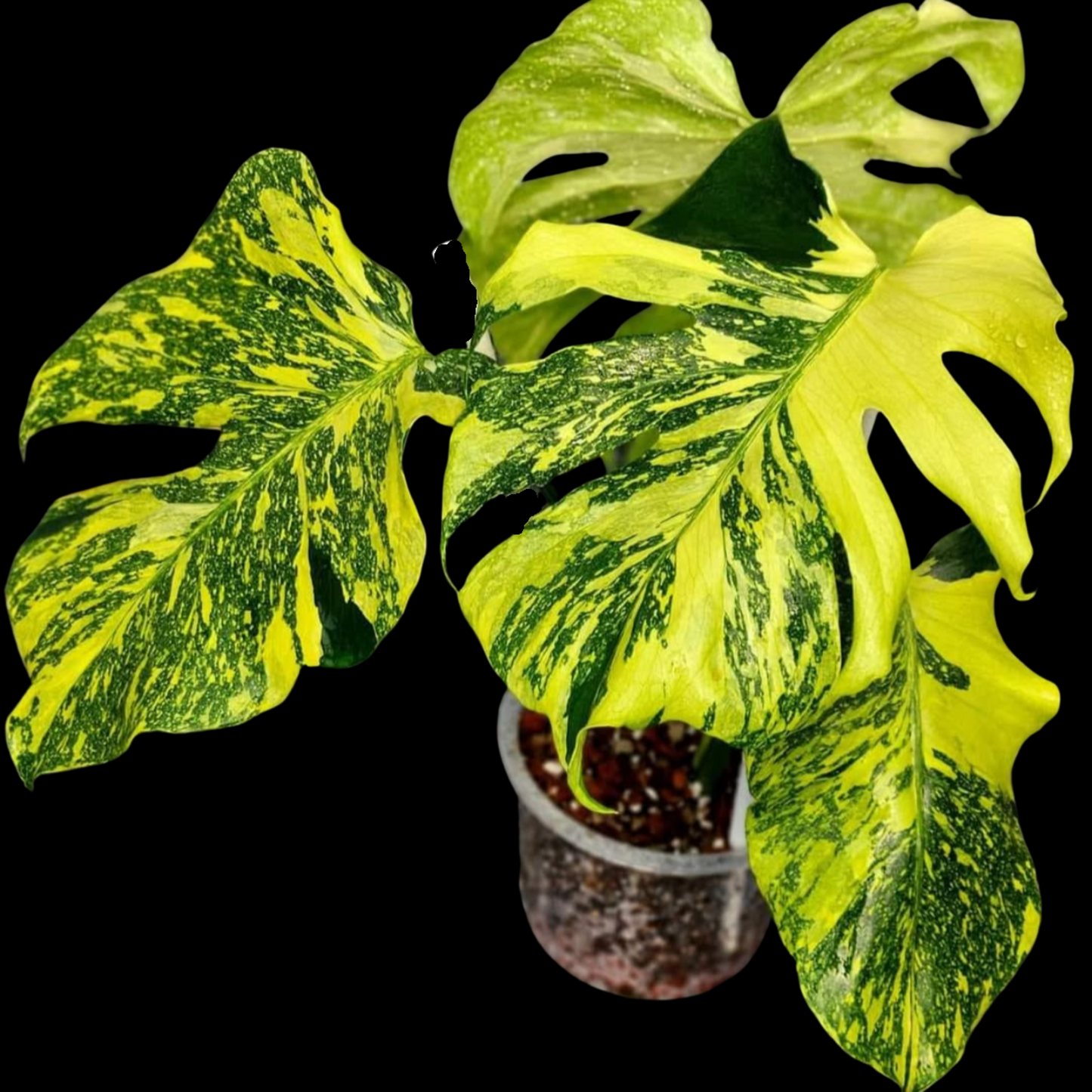 Monstera Deliciosa Electrolyte