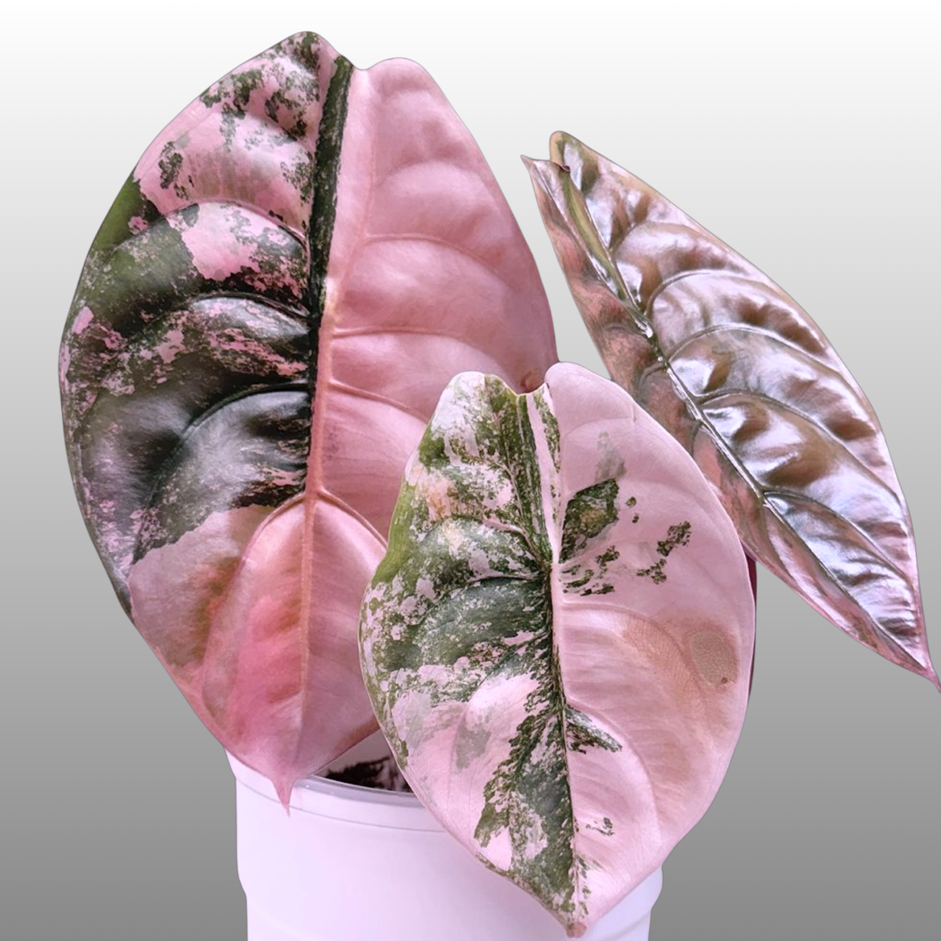 Alocasia Cuprea Pink Variegated - Private Collection Release