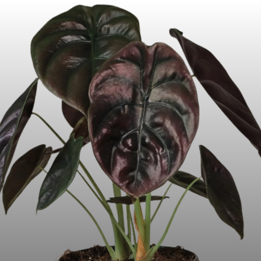 Alocasia Azlanii