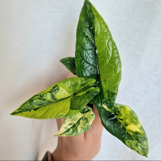 Alocasia Scalprum – Aurea Variegated A