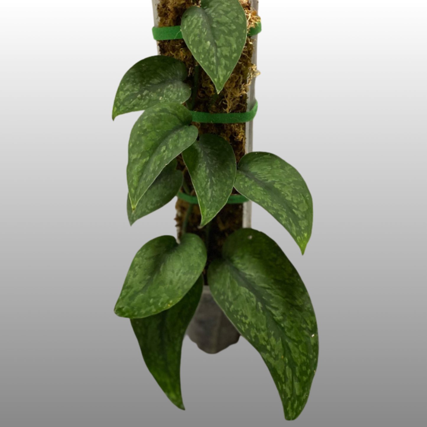 Scindapsus Leopard