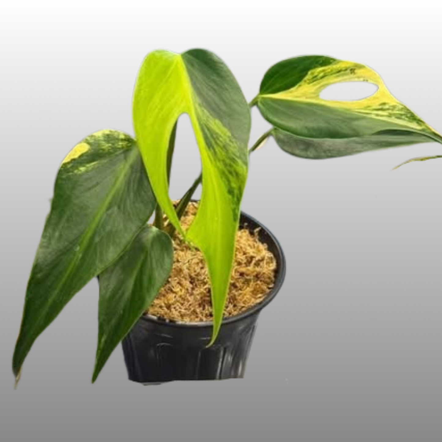 Monstera Burle Marx Flame Aurea (Read Bio)