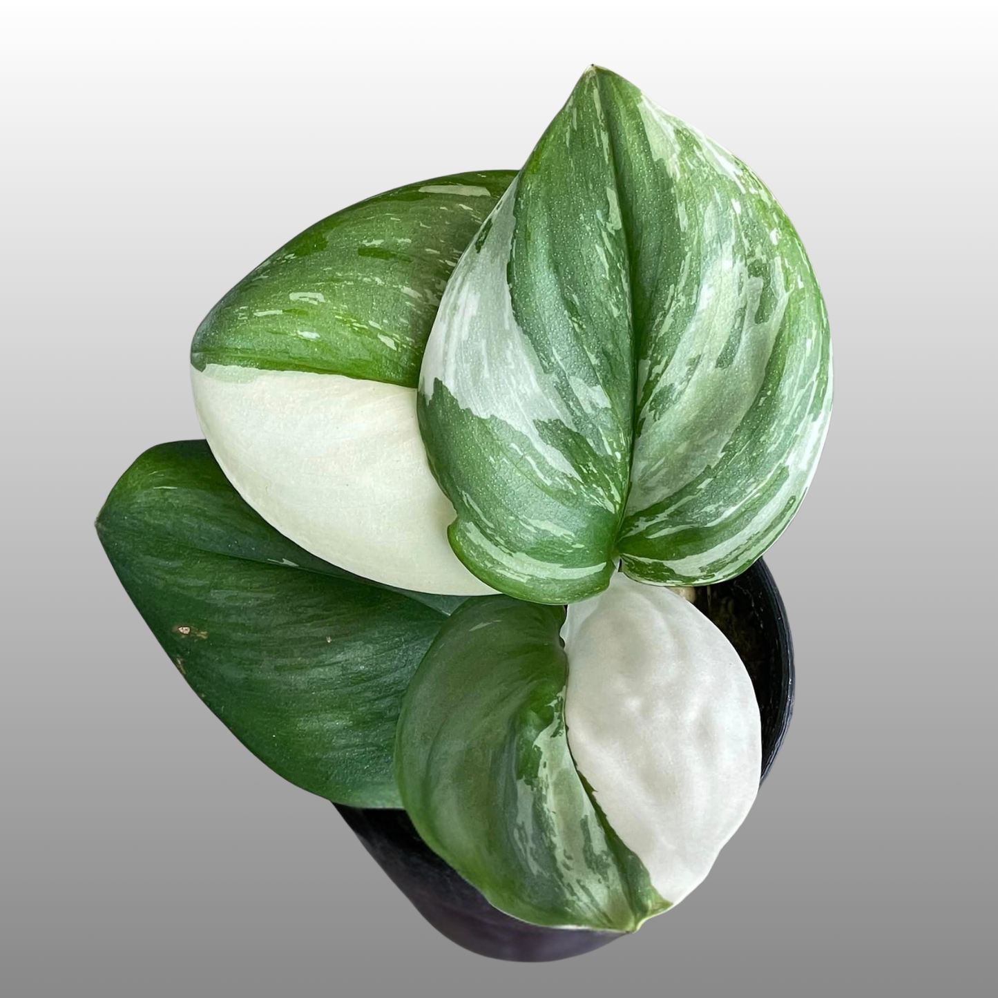 Scindapsus Moonlight Albo
