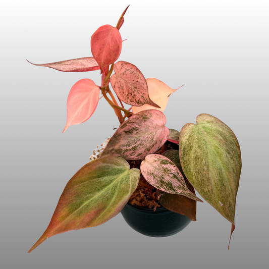 Philodendron Micans ‘Pink Mint Variegated’ – Tissue Culture – Coming Soon