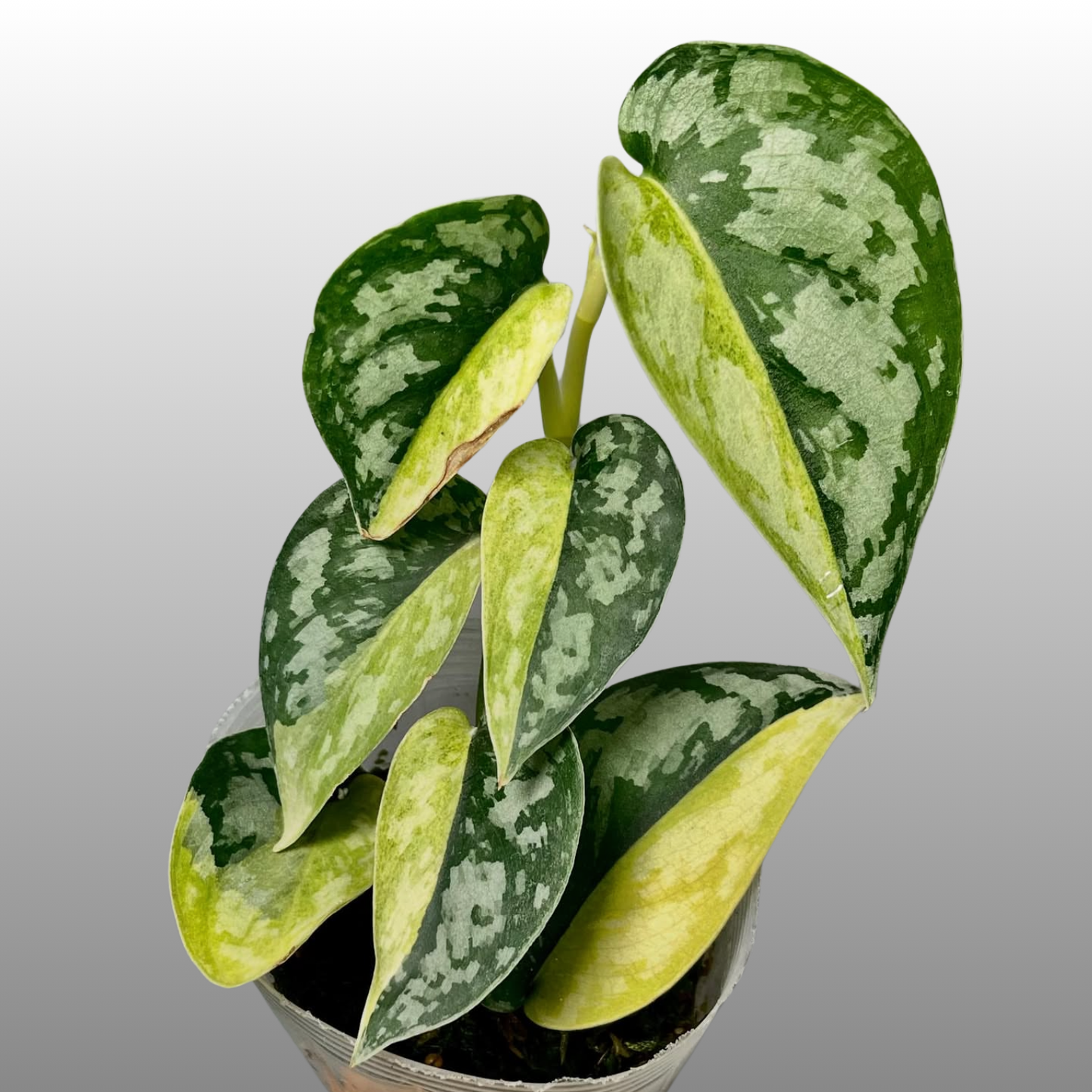 Scindapsus Majika