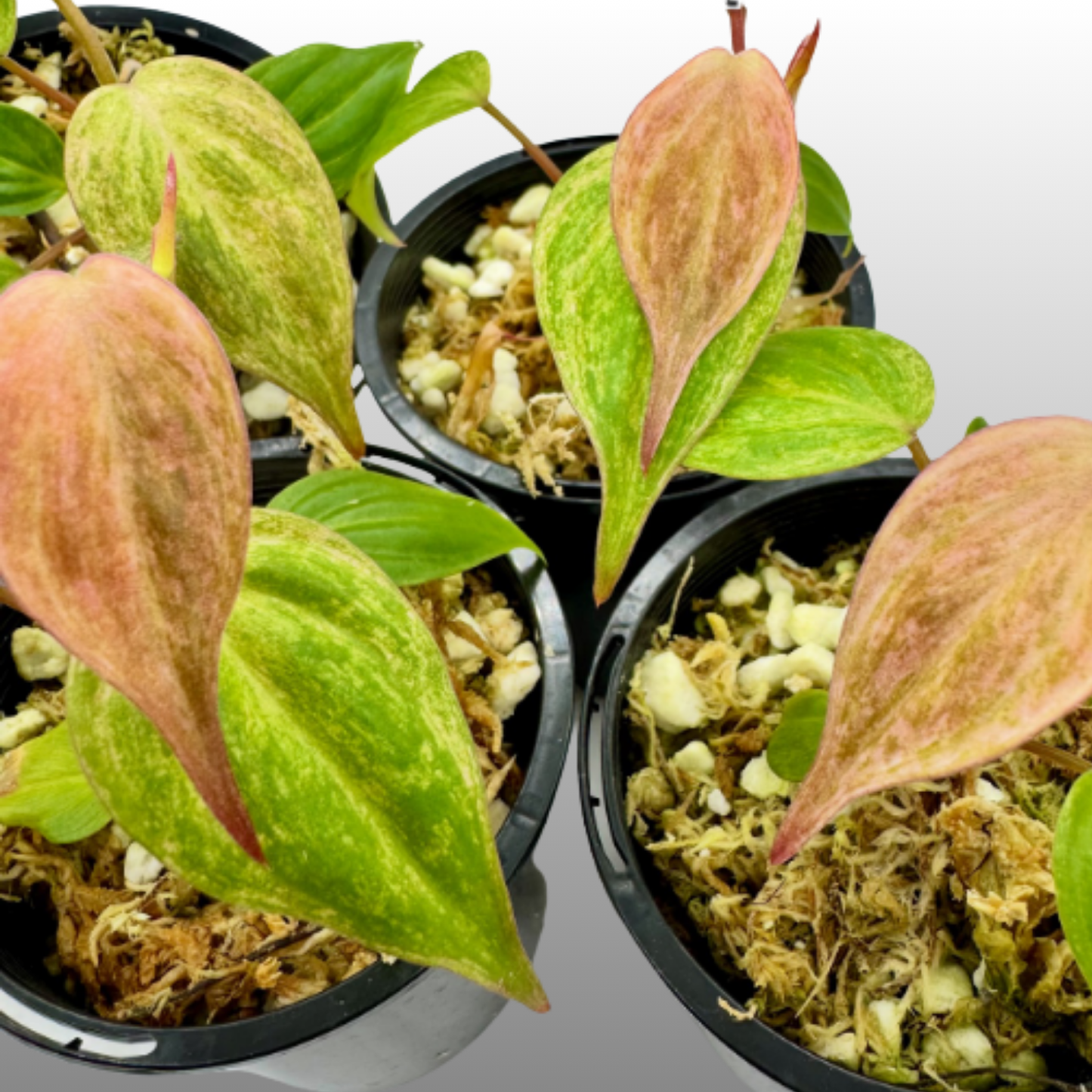 Philodendron Pink Mint Micans