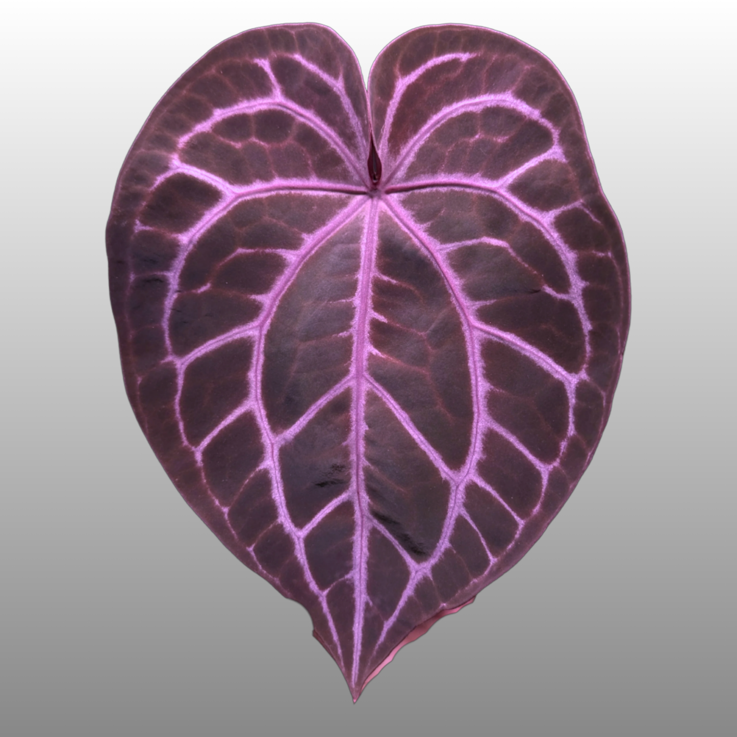 Anthurium Purple Crystallinum - E (TC)