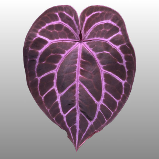 Anthurium Purple Crystallinum (TC)