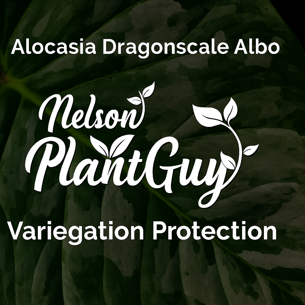 Variegation Protection Alocasia Dragonscale Albo