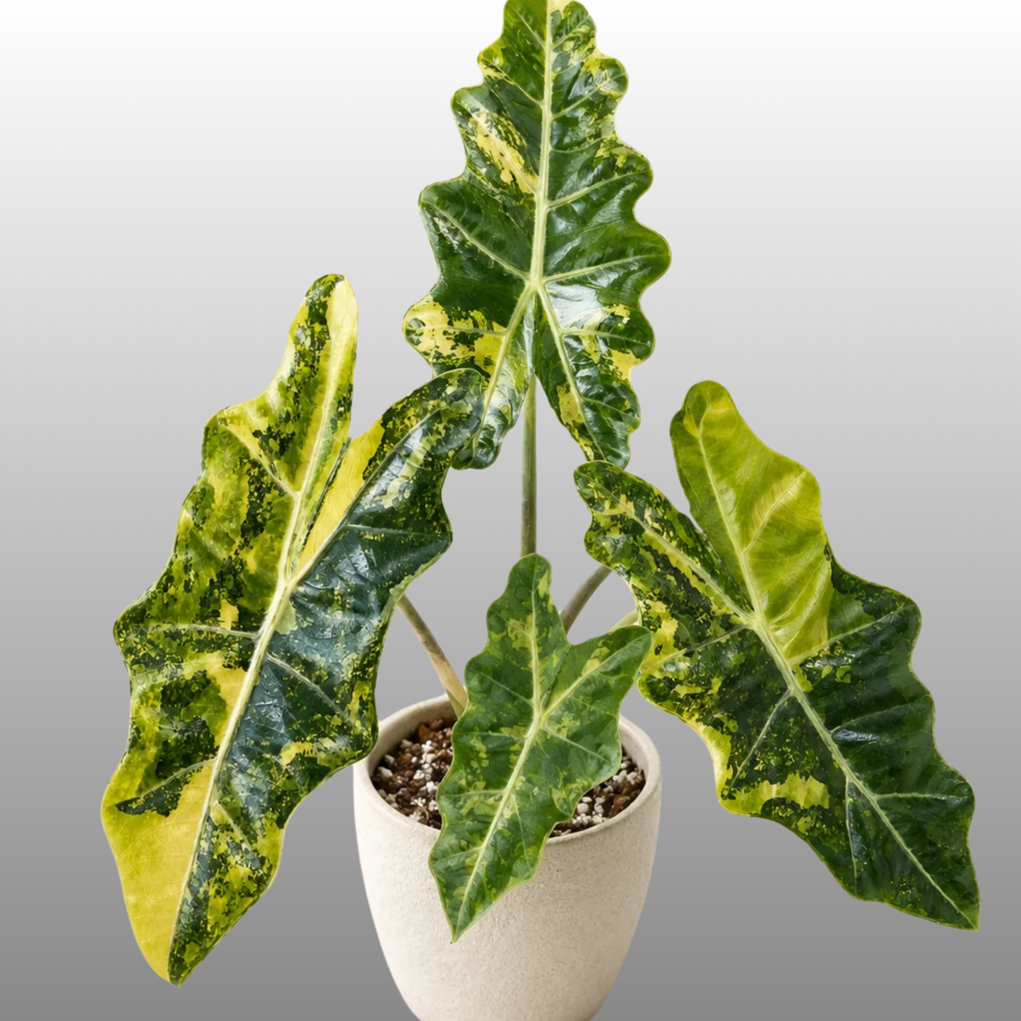 Alocasia Sanderiana "Pseudo Aurea Variegated" - Tissue Culture - Coming Soon