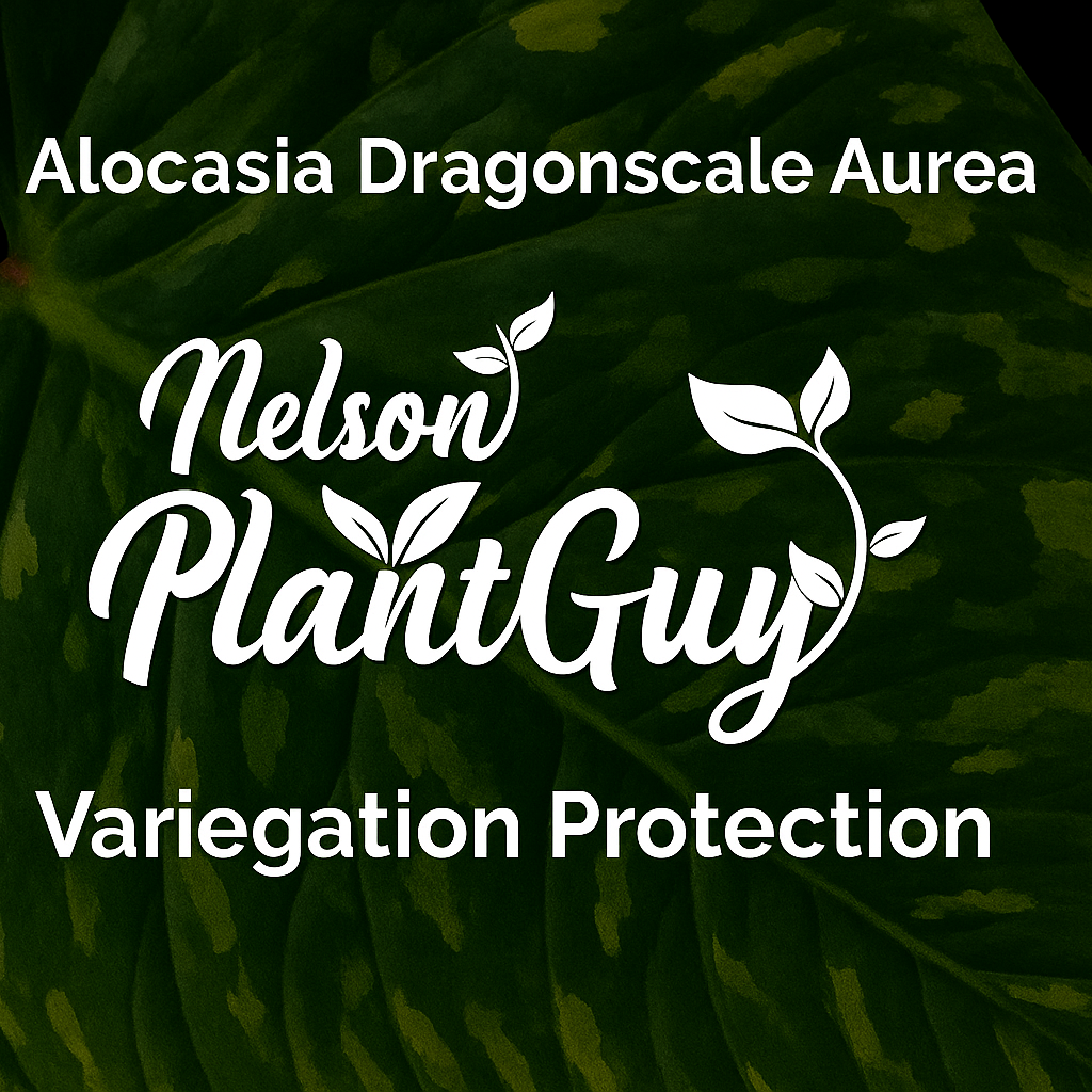 Variegation Protection Alocasia Dragonscale Aurea