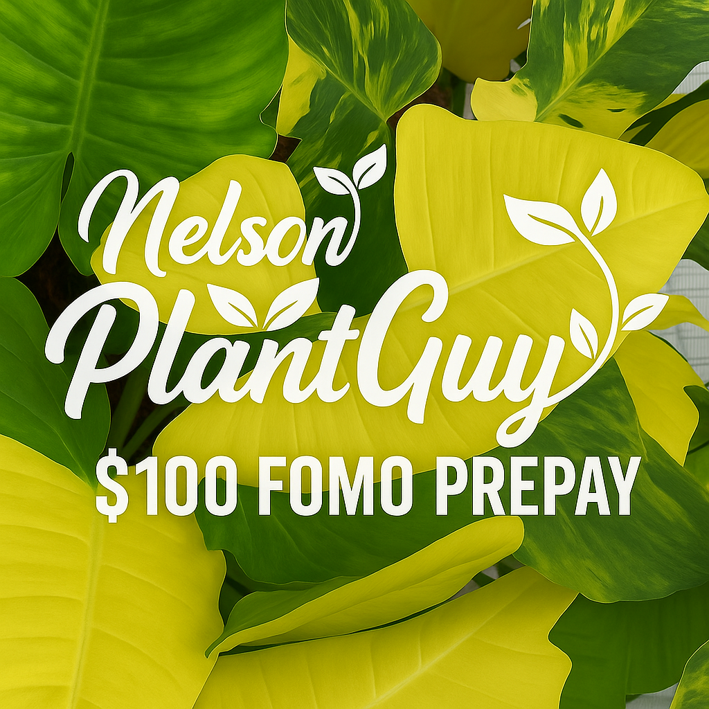 NPG Fomo Prepay $100