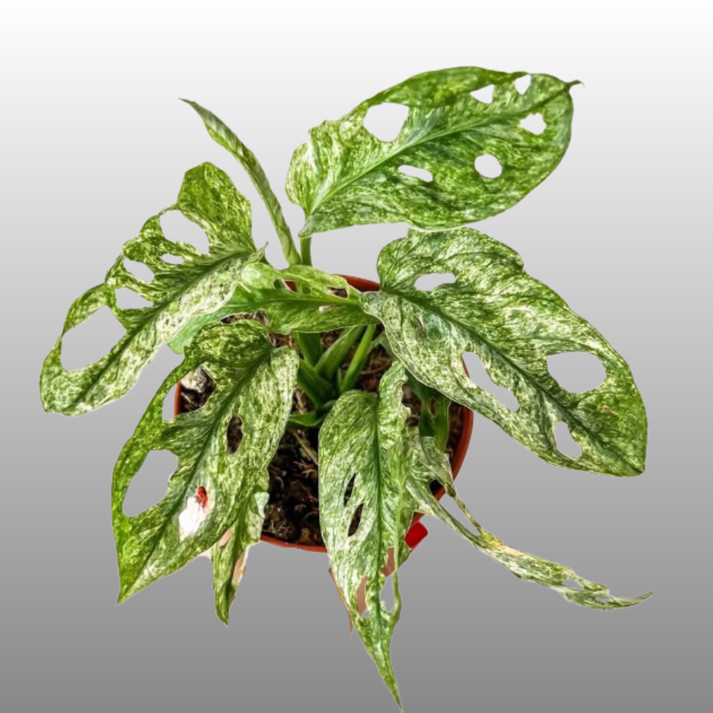 Monstera Adansonii Frozen Freckles - D