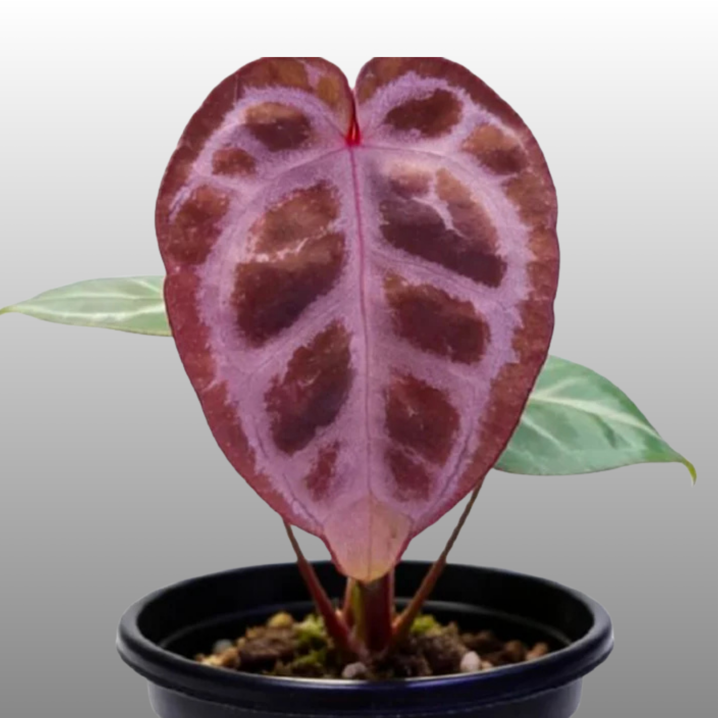 Anthurium Tezula RC × (SKG Silver × RC) - A (TC)