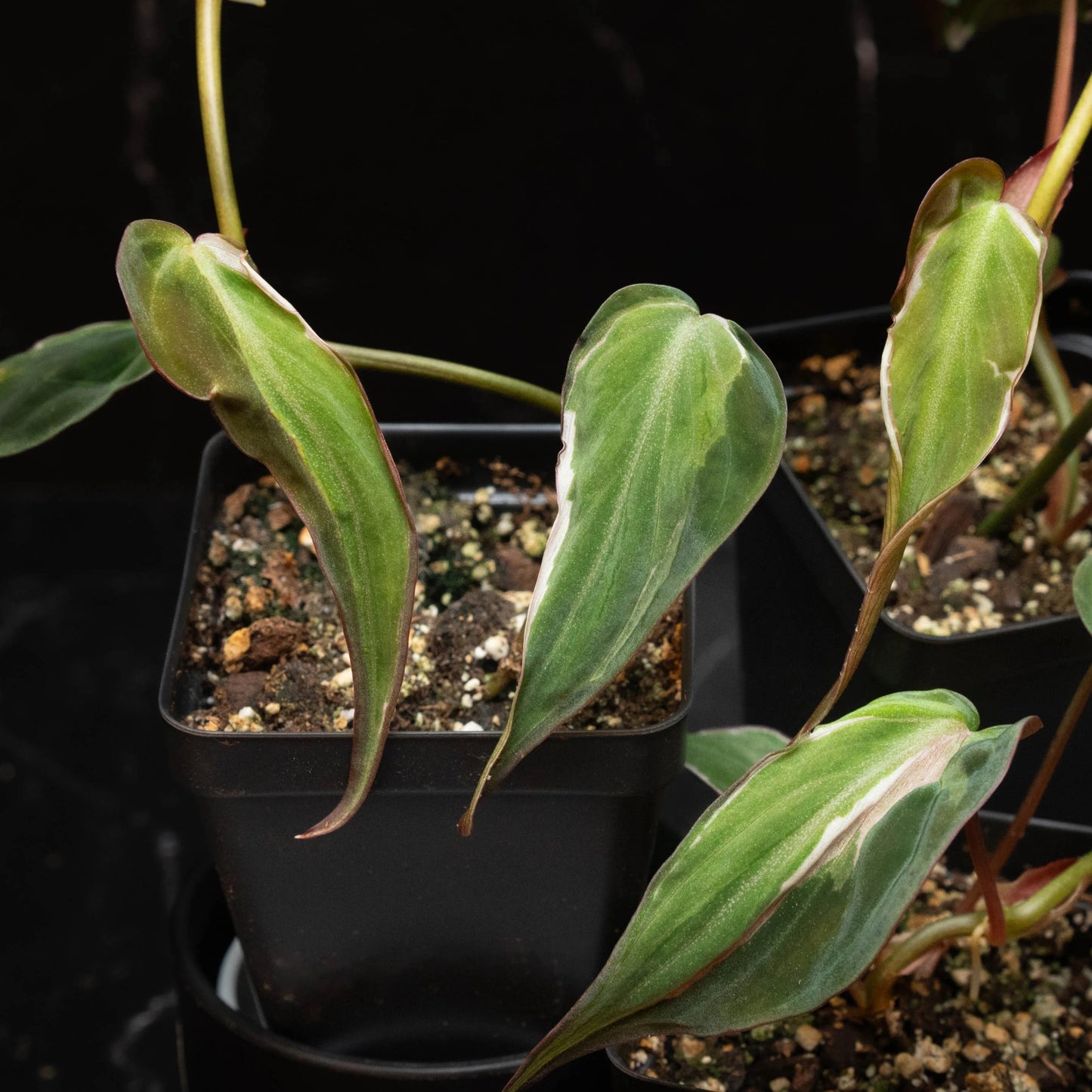 Philodendron Halo Velvet Micans J