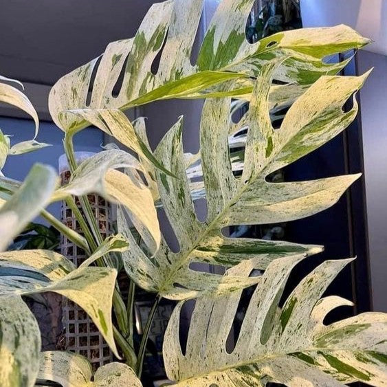 Epipremnum Pinnatum Marble C