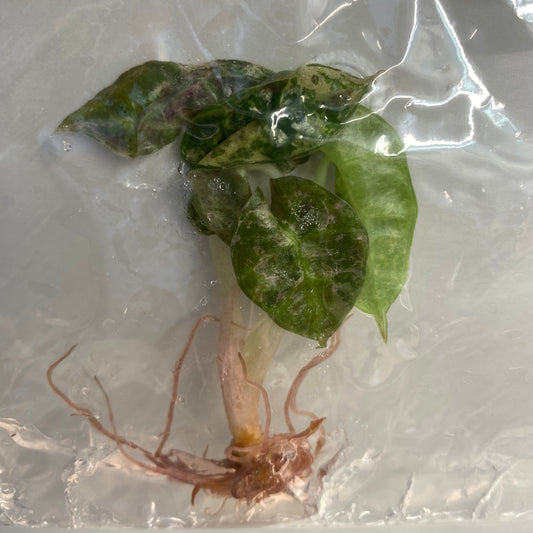 Alocasia Polly Shattered Ruby Variegated - Tissue Culture