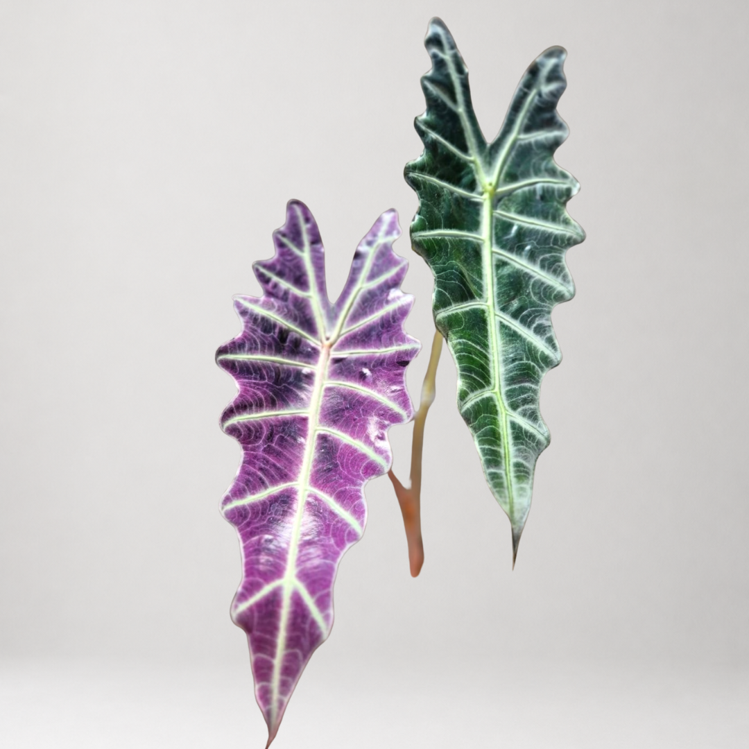 Alocasia Amazonica ‘Purpley’ – Tissue Culture - Members Offer
