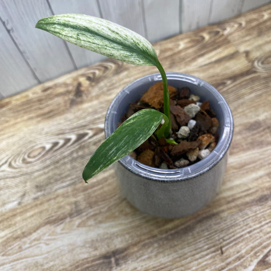 Epipremnum Amplissimum Silver Albo - A