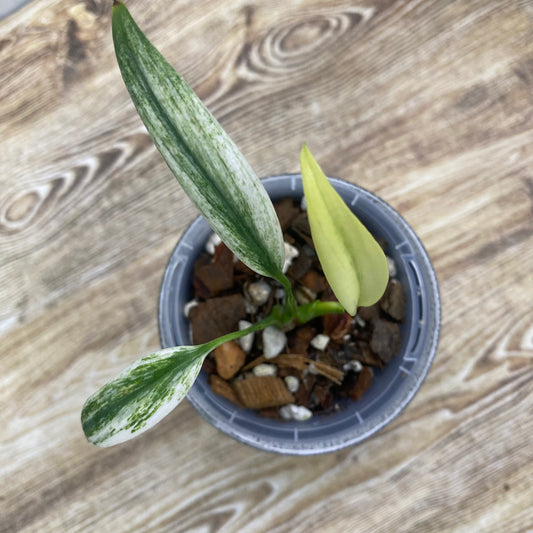 Epipremnum Amplissimum Silver Albo - B