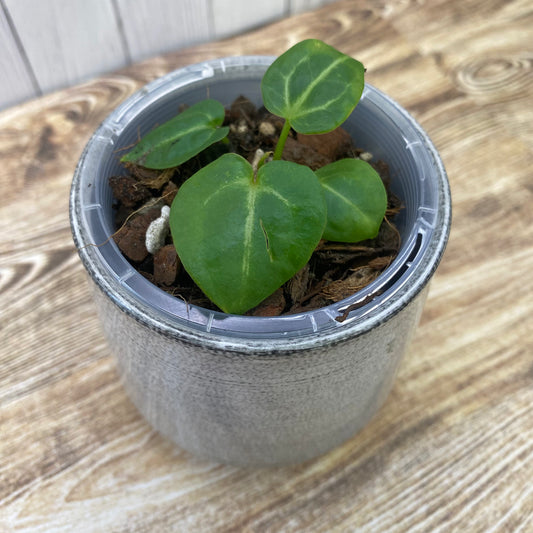 Anthurium Tezula RC × (SKG Silver × RC) - A (TC)