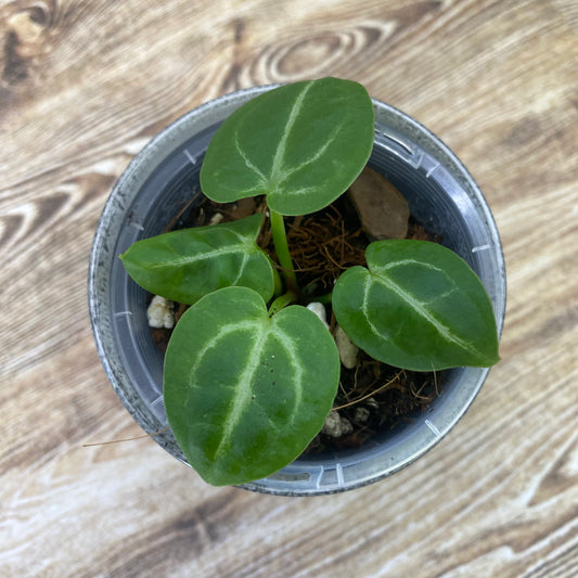 Anthurium Tezula RC × (SKG Silver × RC) - B (TC)