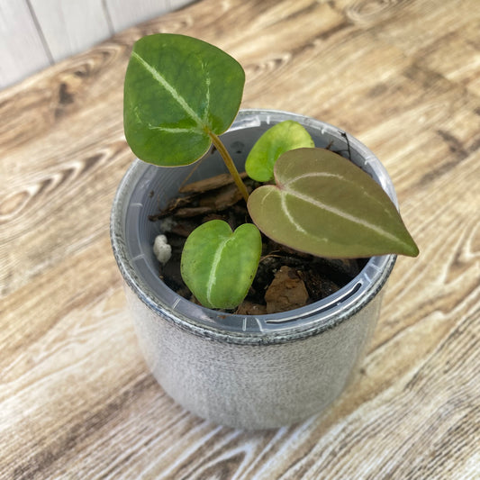 Anthurium Red Crystallinum - A (TC)