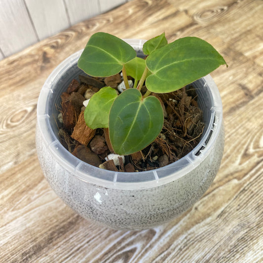 Anthurium Red Crystallinum - B (TC)