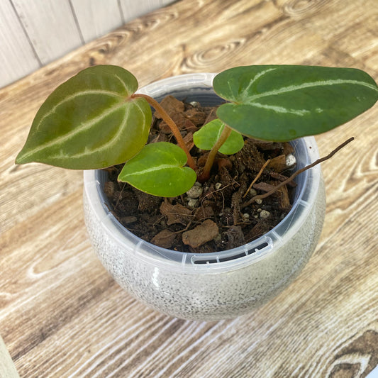 Anthurium Purple Crystallinum - A (TC)