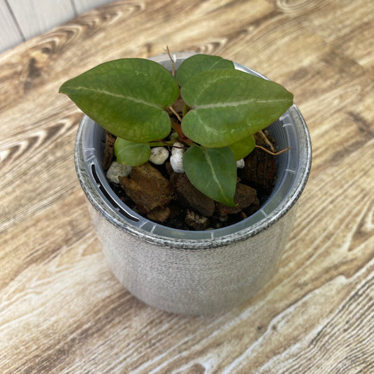 Anthurium Purple Crystallinum - C (TC)