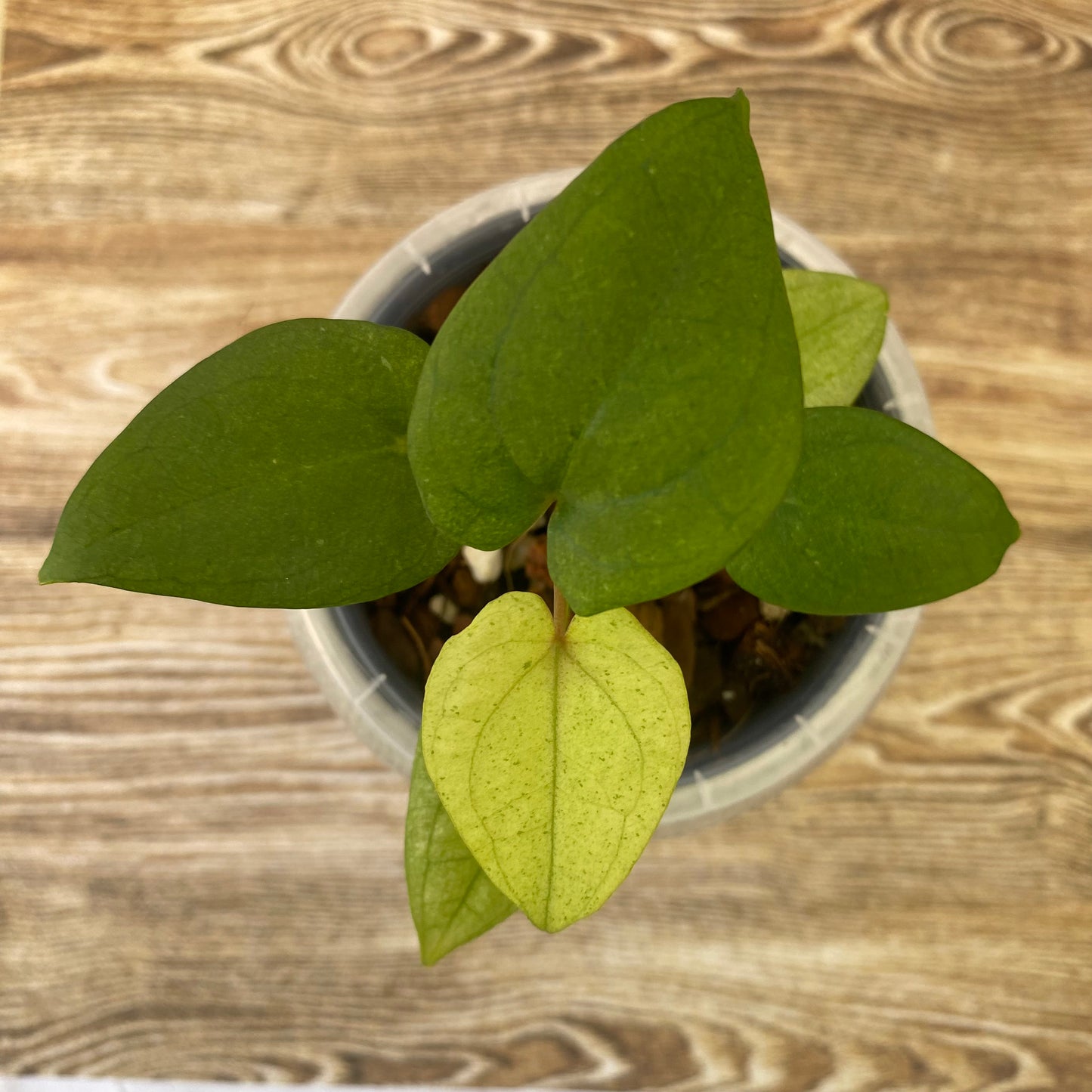 Anthurium Dark Phoenix Mint - B