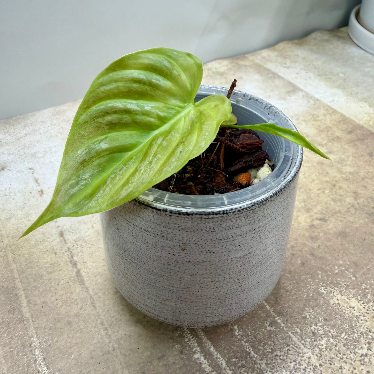 Philodendron Majestic