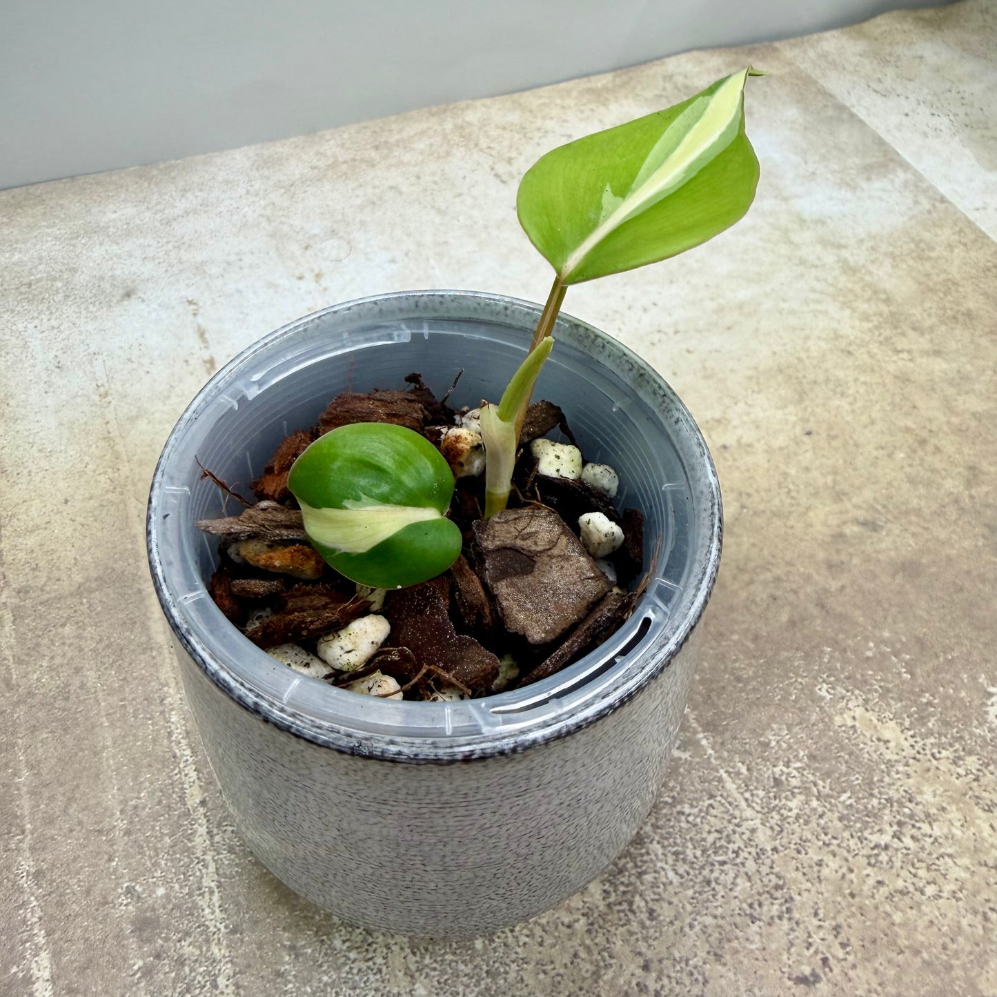 Philodendron Rio