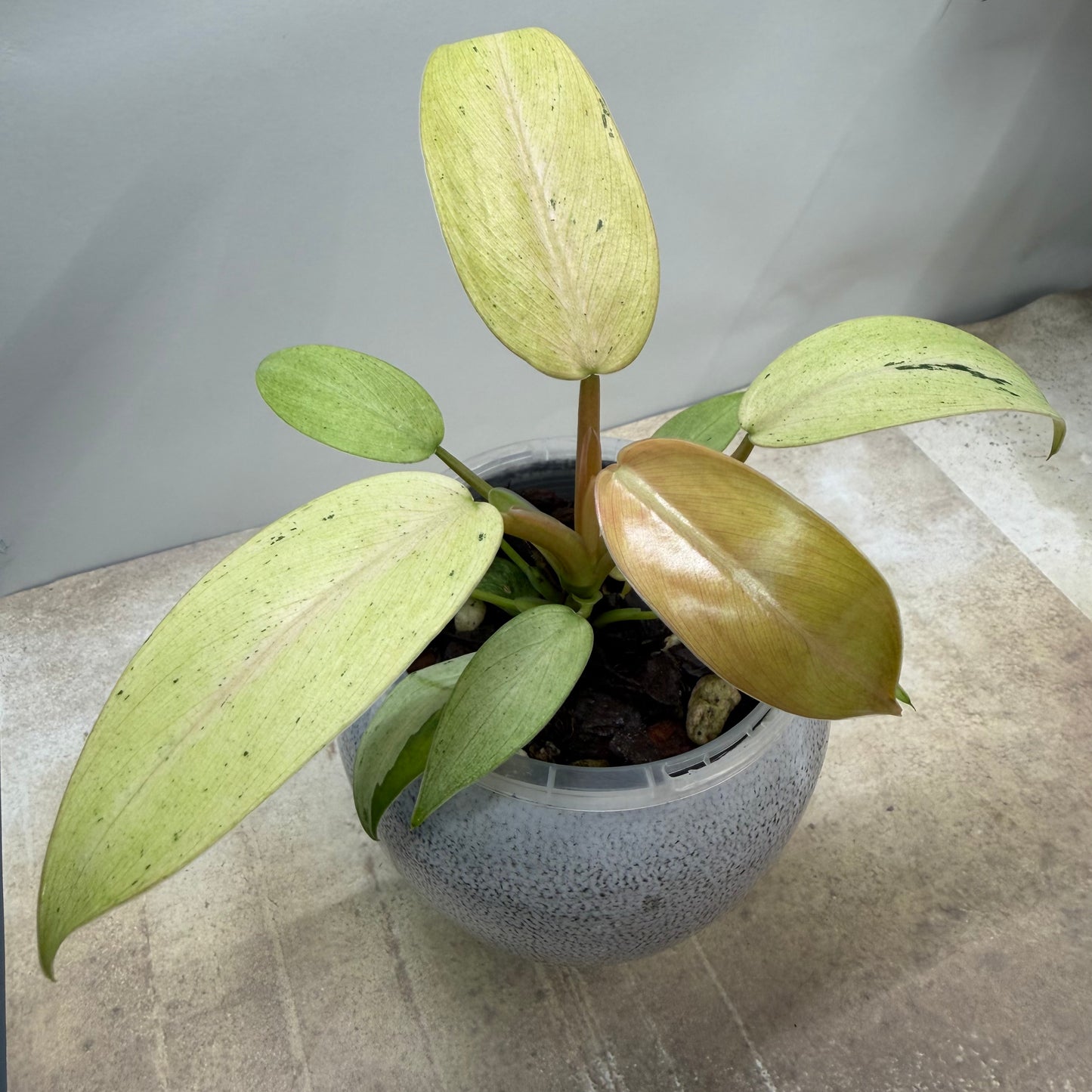 Philodendron Whipple Way