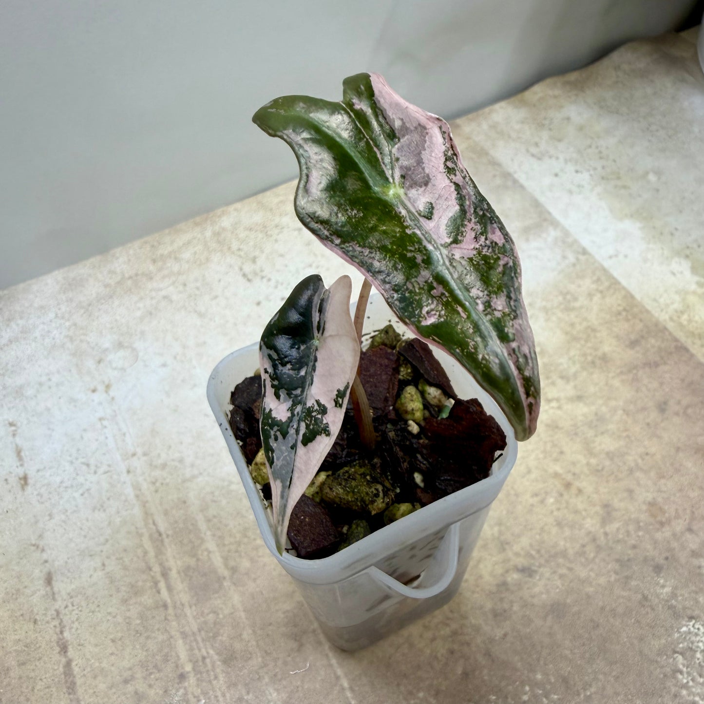 Alocasia Pink Nobilis