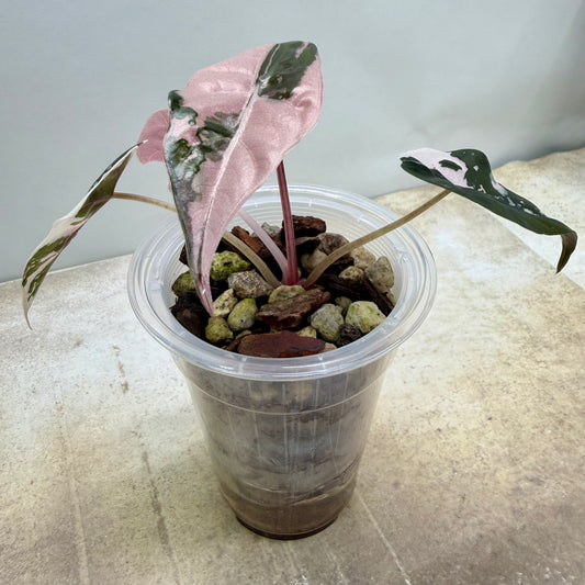 Alocasia Chantrieri Pink Variegated "Naomi"
