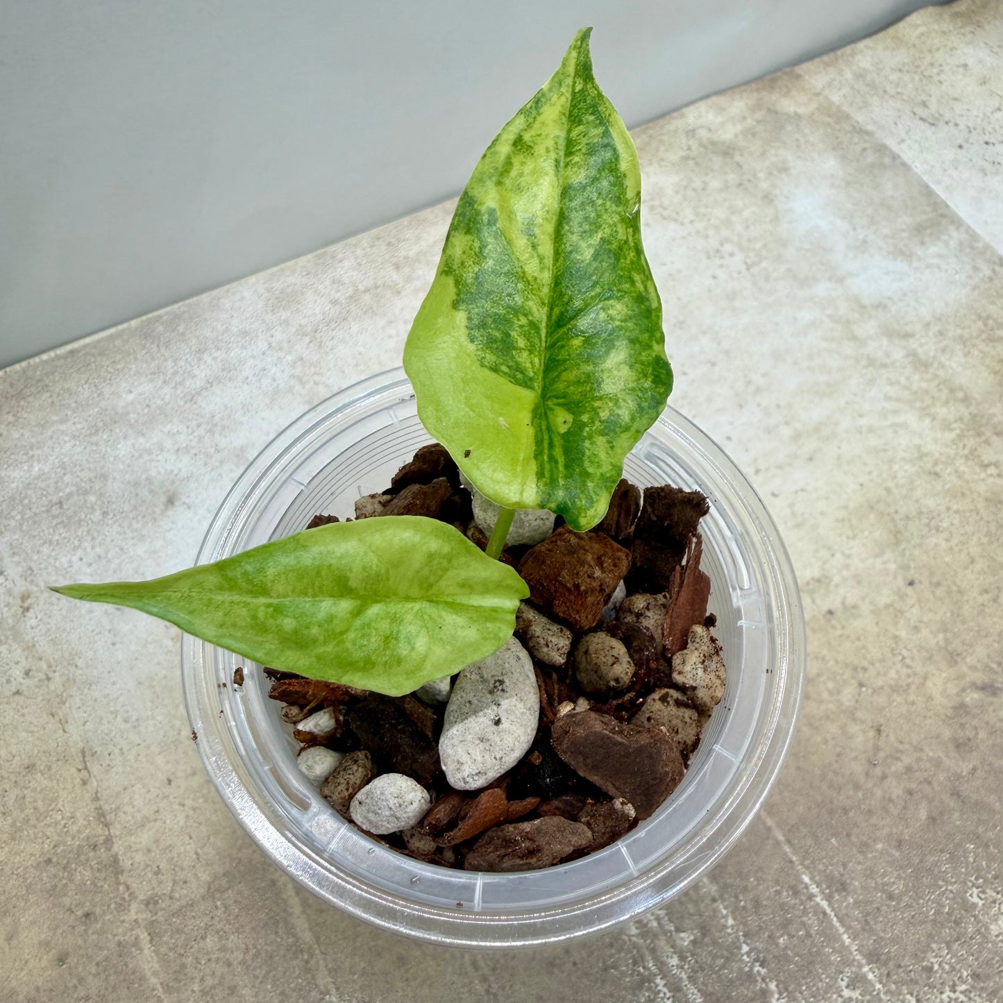 Alocasia Dragon’s Breathe Aurea